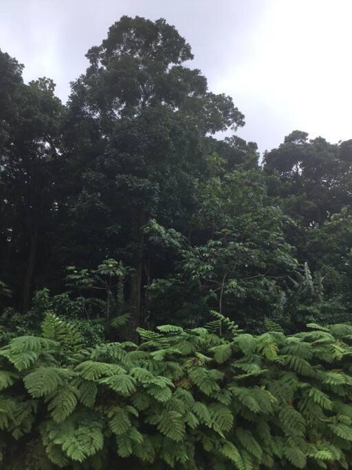 Les Lucioles 1 Beau T2 En Foret Tropicale Avec Acces Piscine Saint-Joseph 외부 사진